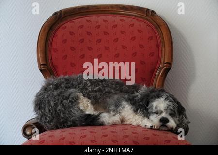 Bochum, Allemagne. 14th févr. 2023. Un chien farci repose sur un fauteuil. Chez MemoryPets, les animaux qui sont morts sont taxidermied aussi réaliste que possible. Dans les locaux des deux taxidermistes Dörk et Eberhard, plusieurs chiens et chats sont prêts pour la collecte. (À dpa 'Dig, chat, hamster: animaux préparés pour l'éternité') Credit: Ann-Marie Utz/dpa/Alay Live News Banque D'Images