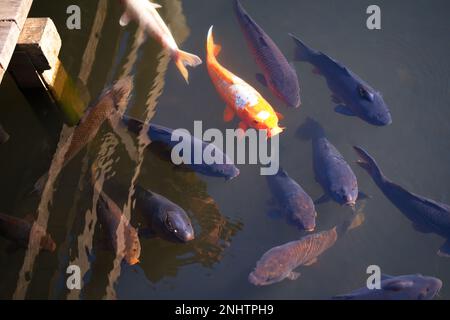 Carpes et poissons koï Golden Fancy du Japon dans l'étang. Animaux de compagnie populaires pour la détente et sens feng shui. Animaux populaires parmi les gens. Les Asiatiques aiment le rais Banque D'Images