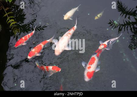 Carpes et poissons koï Golden Fancy du Japon dans l'étang. Animaux de compagnie populaires pour la détente et sens feng shui. Animaux populaires parmi les gens. Les Asiatiques aiment le rais Banque D'Images