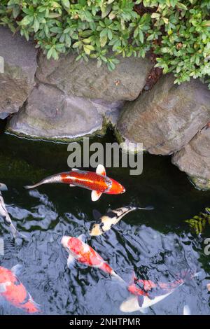 Carpes et poissons koï Golden Fancy du Japon dans l'étang. Animaux de compagnie populaires pour la détente et sens feng shui. Animaux populaires parmi les gens. Les Asiatiques aiment le rais Banque D'Images