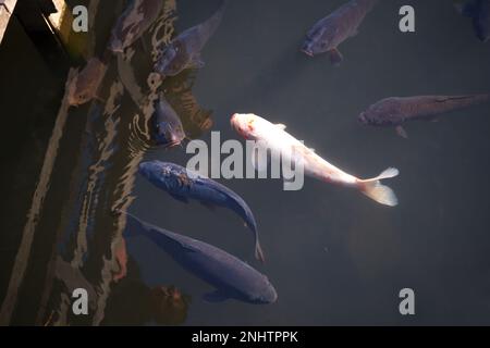 Carpes et poissons koï Golden Fancy du Japon dans l'étang. Animaux de compagnie populaires pour la détente et sens feng shui. Animaux populaires parmi les gens. Les Asiatiques aiment le rais Banque D'Images