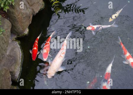 Carpes et poissons koï Golden Fancy du Japon dans l'étang. Animaux de compagnie populaires pour la détente et sens feng shui. Animaux populaires parmi les gens. Les Asiatiques aiment le rais Banque D'Images