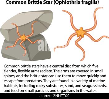 Illustration d'un animal de la côte rocheuse à étoiles fragiles Illustration de Vecteur