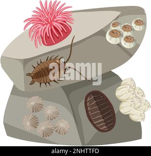 Illustration isolée des animaux de la côte rocheuse Illustration de Vecteur