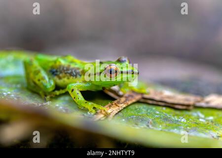 Guibemantis pulcher, espèce endémique de grenouille de la famille des Mantellidae. Parc national Andasibe-Mantadia, Madagascar faune Banque D'Images