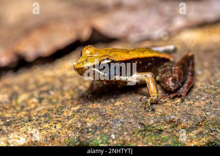 Petite grenouille endémique Mantella brune (Mantidactylus melanopleura), espèce de petite grenouille de la famille des Mantellidae. Parc national d'Andasibe-Mantadia. Mada Banque D'Images