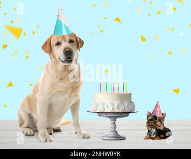 Chiens mignons avec chapeaux de fête et délicieux gâteau d'anniversaire sur une surface en bois blanc sur fond turquoise Banque D'Images