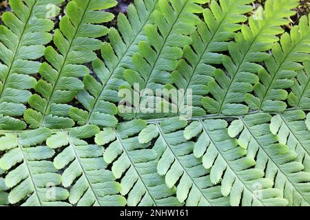Dryopteris filix-mas, communément connu sous le nom de fougères mâles ou de fougères à vers, plante sauvage de Finlande Banque D'Images