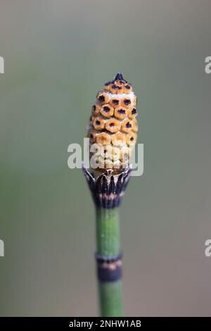 Equisetum hyemale, communément appelé Horsetail rugueux, ruse à récurer ou horsetail à éponges, plante médicinale sauvage de Finlande Banque D'Images