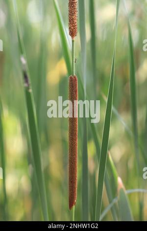 Moins de taupe, Typha angustifolia, également connu sous le nom de queue de chat à feuilles étroites ou de réedmace inférieur, plante de terres humides sauvages de Finlande Banque D'Images