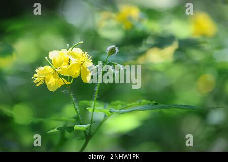 Grande célandine, Chelidonium majus, également connu sous le nom de Nipplewort, Swallowwort ou Tetterwort, plante toxique sauvage de Finlande Banque D'Images