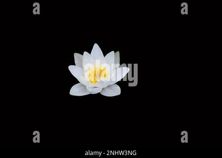 Nénuphars blancs, Nymphaea alba, également connu sous le nom de nénuphar blanc européen ou nénuphar blanc, plante à fleurs aquatiques sauvage de Finlnad Banque D'Images