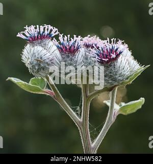 Arctium tomentosum, communément connu sous le nom de terrier laineux ou de terrier, plante sauvage de Finlande Banque D'Images