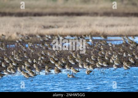 Des centaines de Pluvialis abricot doré se reposant dans la réserve naturelle de la RSPB à Frampton Marsh, Lincolnshire, Royaume-Uni. Banque D'Images