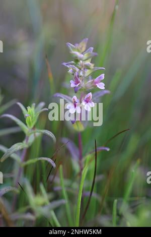 Odontites litoralis, communément appelé Salt Bartsia ou Red Bartsia, plante endémique de Finlande Banque D'Images