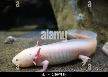 Axolotl sur le sable. Vue macro en gros plan Banque D'Images