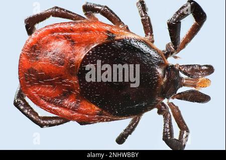 La tique de haricot de ricin, Ixodes ricinus, transmetteur dangereux des pathogènes bactériens et viraux tels que la maladie de Lyme et l'encéphalite à tiques., micro Banque D'Images