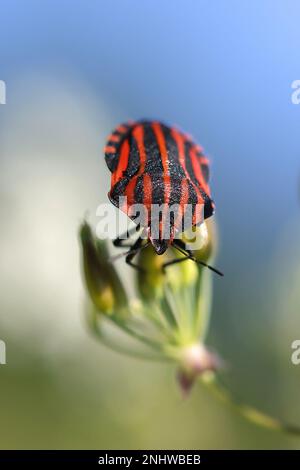 Graphosoma lineatum, communément connu sous le nom de punaise rayée ou insecte Minsrel, insecte bouclier de Finlande Banque D'Images