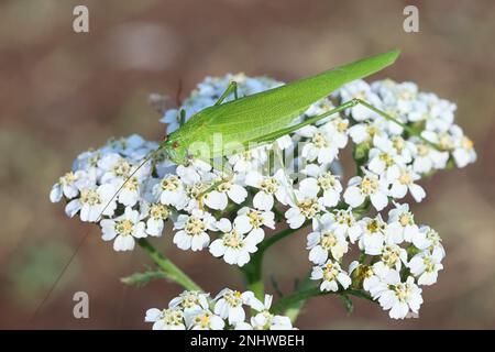 Phaneroptera falcata, communément appelé buisson-cricket à faucille Banque D'Images