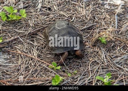 Bébé Aldabra Tortue géante, Aldabchelys gigantea, île Assomption, Seychelles Banque D'Images