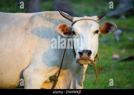 Vache blanche avec cornes regardant la caméra dans le champ d'été. Concept de ferme de bétail. Animal domestique rural. Vache à la campagne. Vache blanche sacrée d'animal indien Banque D'Images