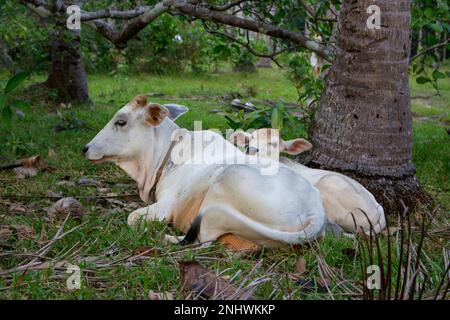 Vache blanche et veau paître et couché dans le champ. Concept de ferme de bétail. Animaux domestiques ruraux. Vache et adorable poulain à la campagne. Animaux indiens sacrés Banque D'Images