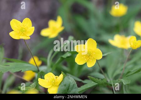 Anemone ranunculides, l'anémone de bois jaune, fleur de printemps sauvage de Finlande Banque D'Images