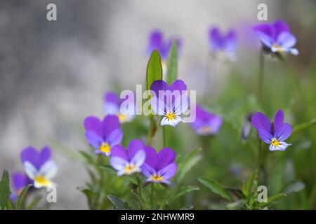 Viola tricolor, connu sous le nom de Johnny Jump up, heartsease, Heart's Delight et beaucoup d'autres noms, fleur sauvage de Finlande Banque D'Images