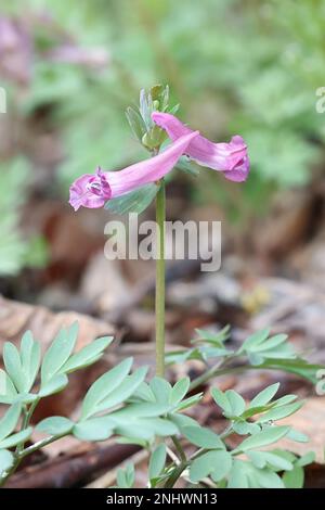 Corydalis solida, communément appelé Bird-in-a-bush, Fumewort ou Solid-tubered Corydalis, fleur de printemps sauvage de Finlande Banque D'Images