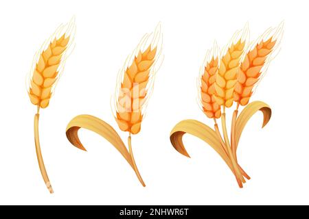 Épillet de blé, grain sur paille en style dessin animé, détaillé isolé sur fond blanc. Plante d'agriculture avec des semences. Illustration vectorielle Illustration de Vecteur