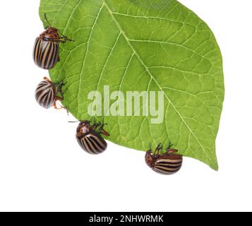 De nombreux coléoptères de la pomme de terre du colorado sur une feuille verte sur fond blanc Banque D'Images