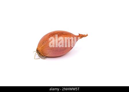 Un oignon de cuisine comme un légume sain isolé contre un fond blanc dans le studio Banque D'Images