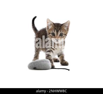 Mignon petit chaton jouant avec la souris jouet sur fond blanc. Animal adorable Banque D'Images