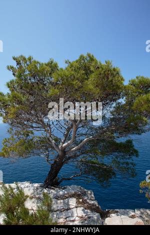 Un paysage marin serein d'été sur l'île croate de Pasman, avec une eau cristalline, une végétation luxuriante et une atmosphère tranquille, parfait pour les voyages Banque D'Images