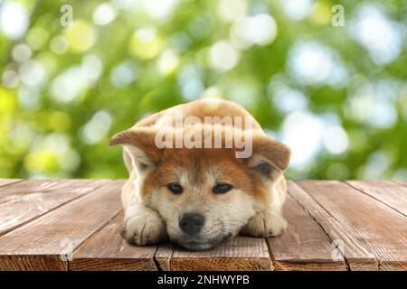 Mignon chiot Akita Inu sur une surface en bois à l'extérieur, effet bokeh. Animal adorable Banque D'Images