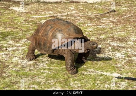 Aldabra Tortue géante, Aldabchelys gigantea, Aldabra Island, Seychelles Banque D'Images