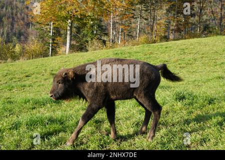 Un petit jeune animal ou veau de Bison wisent ou européen, Bison bonasus en latin, vit en Suisse occidentale dans une nature libre. Banque D'Images