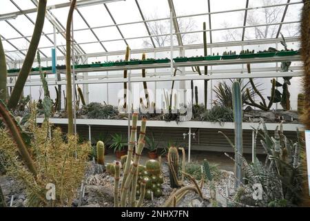 Serre pour plantes succulentes et cactus. Photo prise en vue en angle bas. Le mur latéral et le toit de la serre sont en arrière-plan. Banque D'Images