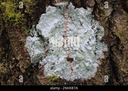 Phlyctis argena, connue sous le nom de lichen blanchi à la chaux, pousse sur l'écorce de peuplier faux-tremble en Finlande Banque D'Images