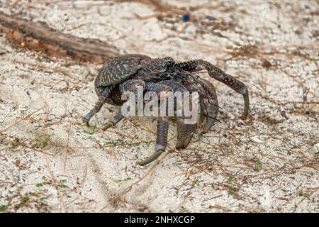 Crabe de noix de coco, Birgus latro sur l'île d'Aldabra, Seychelles Banque D'Images