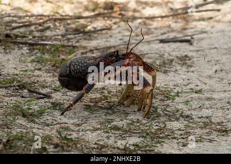 Crabe de noix de coco, Birgus latro sur l'île d'Aldabra, Seychelles Banque D'Images