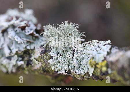 Usnea hirta, connue sous le nom de lichen à barbe, et divers autres lichens épiphytiques (lichen à capot de moine, lichen à rosette poilue) Banque D'Images