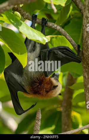 Aldabra Flying Fox, Pteropus aldabrensis sur l'île d'Aldabra, Seychelles Banque D'Images