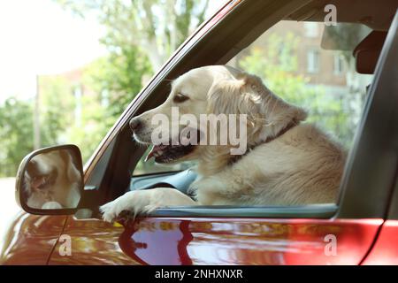 Adorable chien Golden Retriever sur le siège conducteur d'une voiture en plein air Banque D'Images