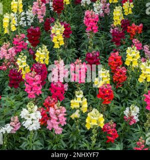 Une bordure de lit de fleurs de jardin rouge, jaune rose et blanc Snapdragon / Antirrhinum fleurs, juillet, Royaume-Uni Banque D'Images