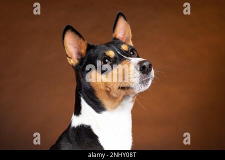 Portrait d'un chien de race de basenji africain souriant sur fond marron Banque D'Images