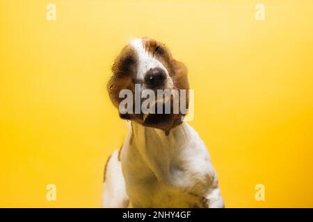 Chien de race chien de trois mois portrait de chiot derrière verre avec gouttes d'eau. Portrait de chien drôle sur fond jaune. Banque D'Images