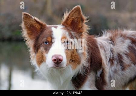 Une bordure de merle rouge tricolore collie se trouvait sur une rive de la rivière, à Surrey, au Royaume-Uni. Banque D'Images