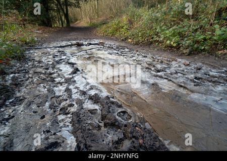 Une flaque boueuse gelée sur un sentier avec des branches et des risques de trébuchement s'écoule en laissant la glace gelée au-dessus du sol et des ornières égouttés Banque D'Images