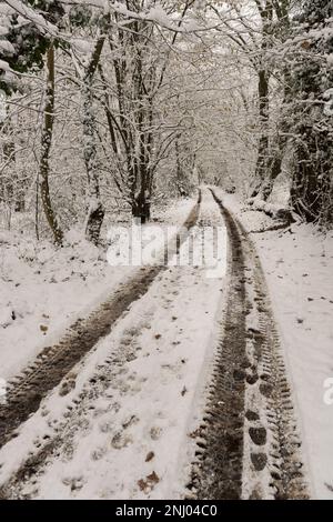 En dehors des sentiers battus, les quatre voies de véhicules à quatre roues sur des chemins de bride dans la neige profonde dans des bois isolés Banque D'Images